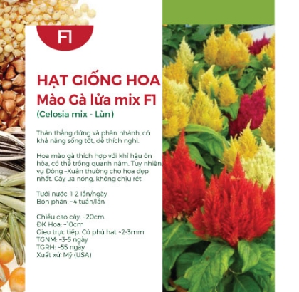 Hạt giống hoa Mào gà lửa mix F1