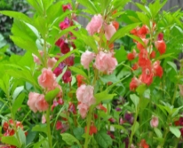 Hạt giống Hoa móng tay