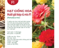 Hạt giống hoa Mười giờ kép rũ mix F1