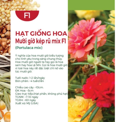 Hạt giống hoa Mười giờ kép rũ mix F1