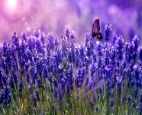 Hạt giống Hoa Oải hương Lavender
