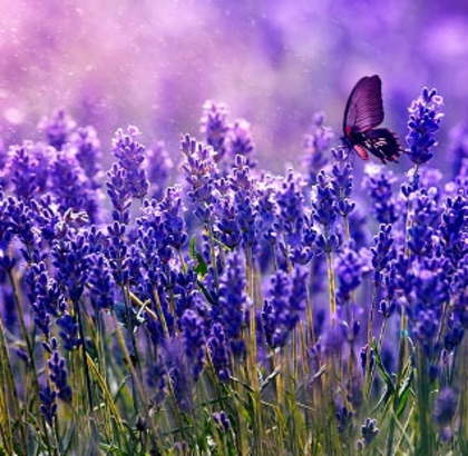 Hạt giống Hoa Oải hương Lavender