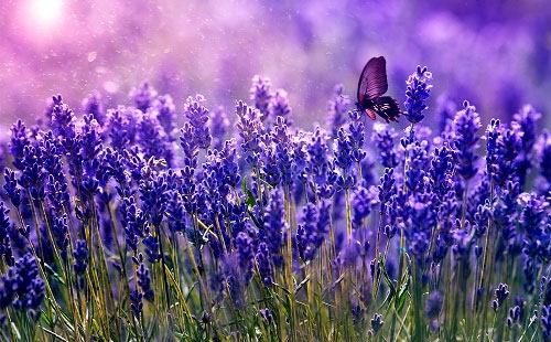 Hạt giống Hoa Oải hương Lavender