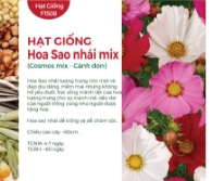 Hạt giống Hoa sao nhái đơn mix