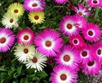Hạt giống Hoa Thạch Thảo mix