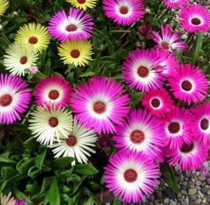 Hạt giống Hoa Thạch Thảo mix