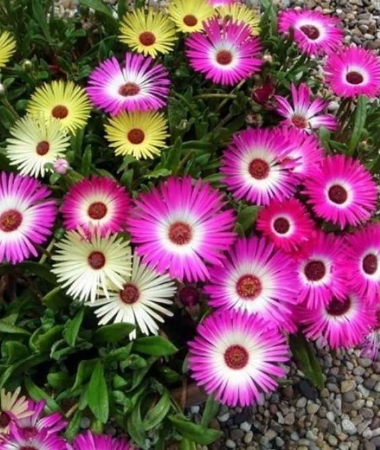 Hạt giống Hoa Thạch Thảo mix
