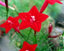 Hạt giống Hoa tóc tiên đỏ