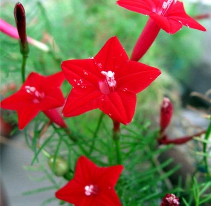 Hạt giống Hoa tóc tiên đỏ