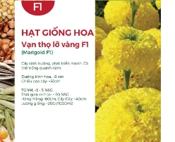 Hạt giống Hoa vạn thọ lỡ vàng - Gói 1Gr