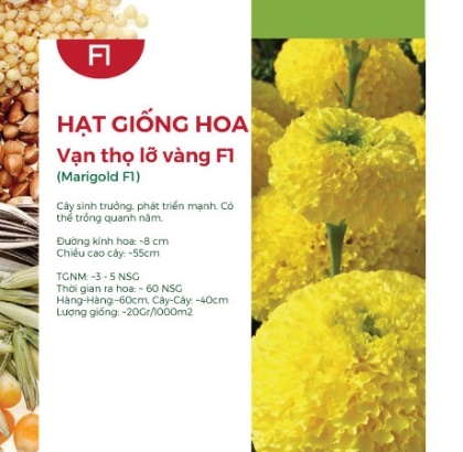 Hạt giống Hoa vạn thọ lỡ vàng - Gói 1Gr