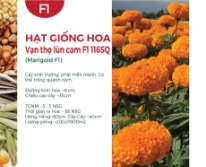 Hạt giống Hoa vạn thọ lùn cam F1 116SQ