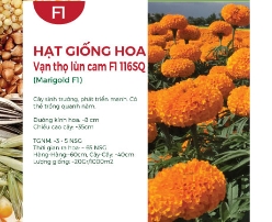 Hạt giống Hoa Vạn Thọ lùn cam F1 116SQ - Gói 1Gr