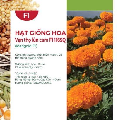 Hạt giống Hoa Vạn Thọ lùn cam F1 116SQ - Gói 1Gr