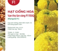 Hạt giống Hoa vạn thọ lùn vàng F1 115SQ