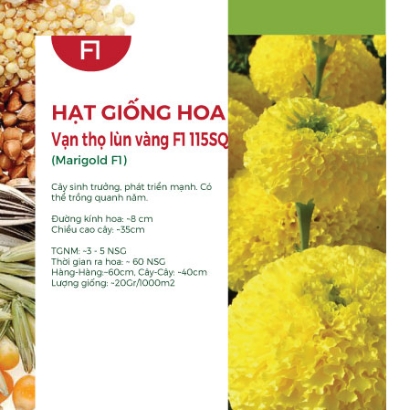 Hạt giống Hoa vạn thọ lùn vàng F1 115SQ
