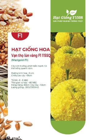 Hạt giống Hoa vạn thọ lùn vàng F1 115SQ