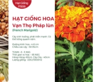 Hạt giống Hoa vạn thọ Pháp lùn - Vạn thọ lửa