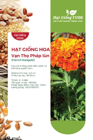 Hạt giống Hoa vạn thọ Pháp lùn - Vạn thọ lửa