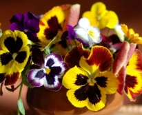 Hạt giống Hoa Viola mix RD