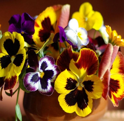 Hạt giống Hoa Viola mix RD