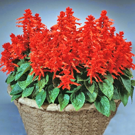 Hạt giống Hoa xác pháo đỏ