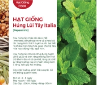 Hạt giống Húng lủi tây Italia 621AQ