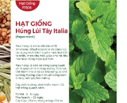 Hạt giống Húng lủi tây Italia 621AQ