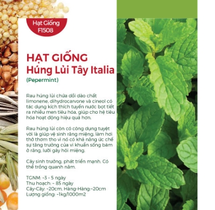 Hạt giống Húng lủi tây Italia 621AQ
