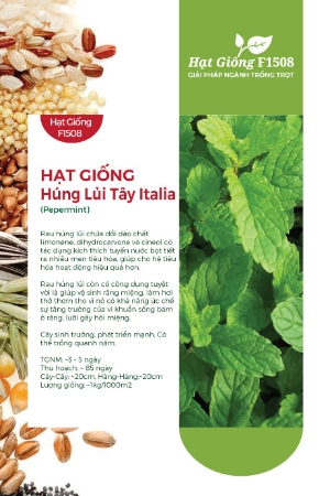 Hạt giống Húng lủi tây Italia 621AQ