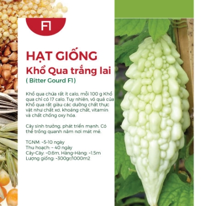 Hạt giống Khổ qua trắng lai 590AQ
