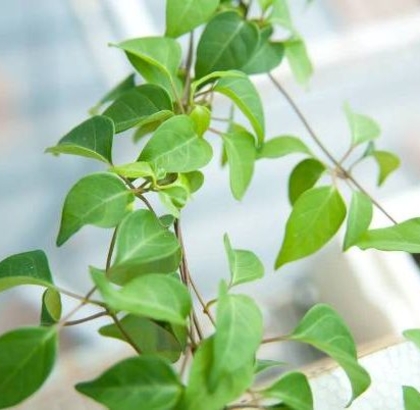 Hạt giống Lá Giang 675AQ