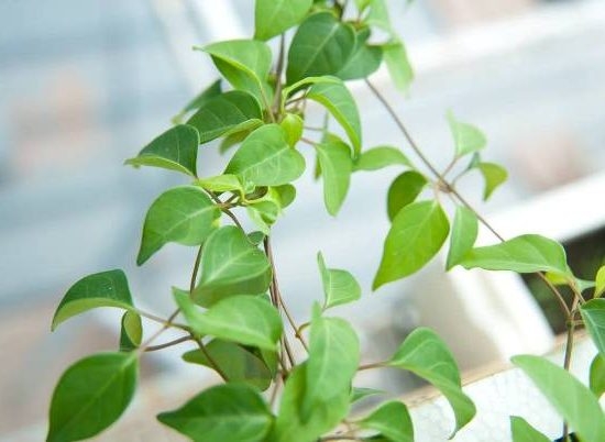Hạt giống Lá Giang 675AQ