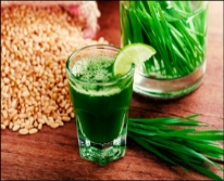 Hạt giống Mầm lúa mạch - Cỏ lúa mỳ
