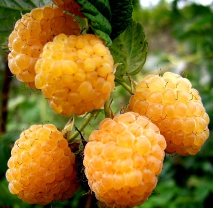 Hạt giống Mâm xôi vàng