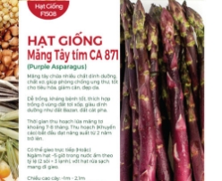Hạt giống Măng tây tím CA 871