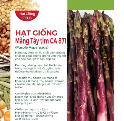 Hạt giống Măng tây tím CA 871