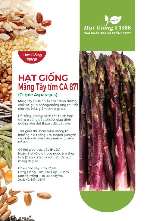 Hạt giống Măng tây tím CA 871
