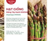 Hạt giống Măng tây xanh MW508