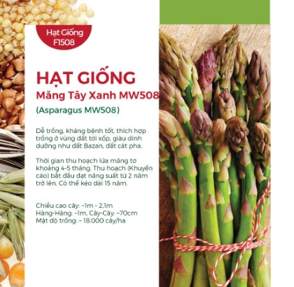 Hạt giống Măng tây xanh MW508