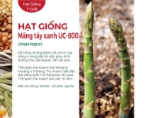 Hạt giống Măng tây xanh UC800