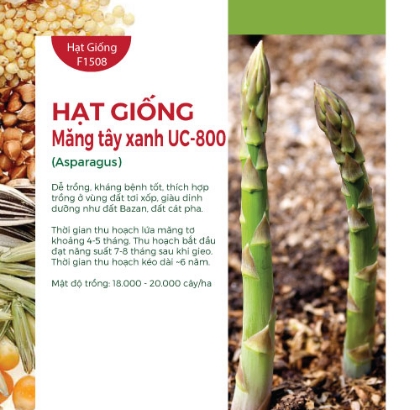 Hạt giống Măng tây xanh UC800
