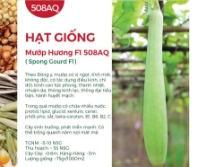 Hạt giống Mướp hương Nhật Bản F1