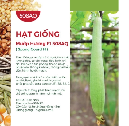 Hạt giống Mướp hương Nhật Bản F1