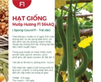 Hạt giống Mướp hương F1 564AQ - Trái dài