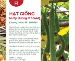 Hạt giống Mướp hương F1 564AQ - Trái dài