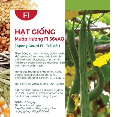 Hạt giống Mướp hương F1 564AQ - Trái dài