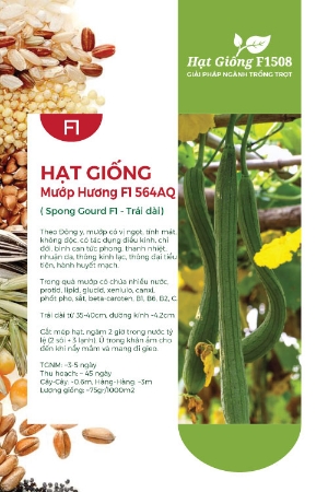 Hạt giống Mướp hương F1 564AQ - Trái dài