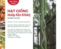 Hạt giống Mướp rắn 615AQ