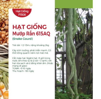 Hạt giống Mướp rắn 615AQ